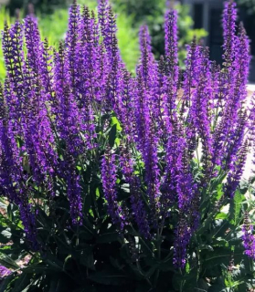 Salvia nemorosa 'Mainacht'